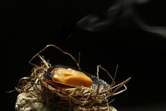 Zdjęcie dania ugotowanego przez szefa kuchni Ulalachef