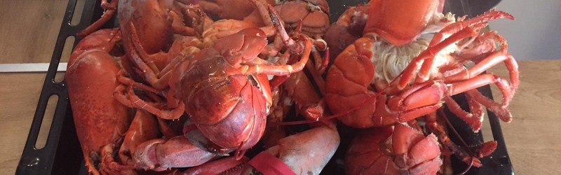 
                                                Warsztaty z żywymi homarami