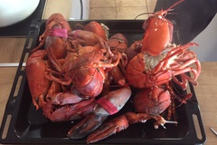 
                Warsztaty z żywymi homarami